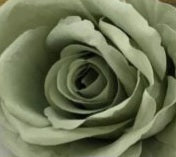 DIY Bouquet KITS