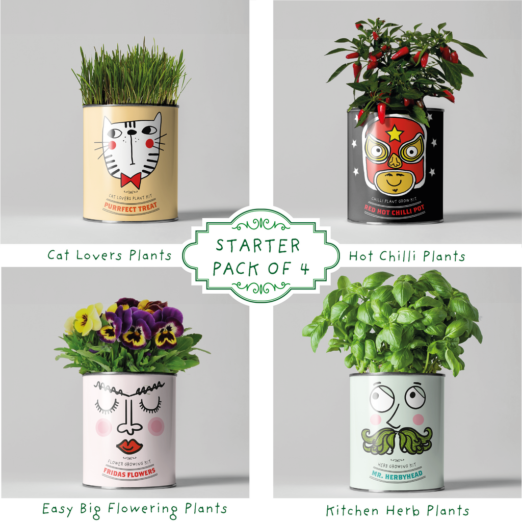 Retailer starter 4 pack Chilli, Cat, Flower and Herb