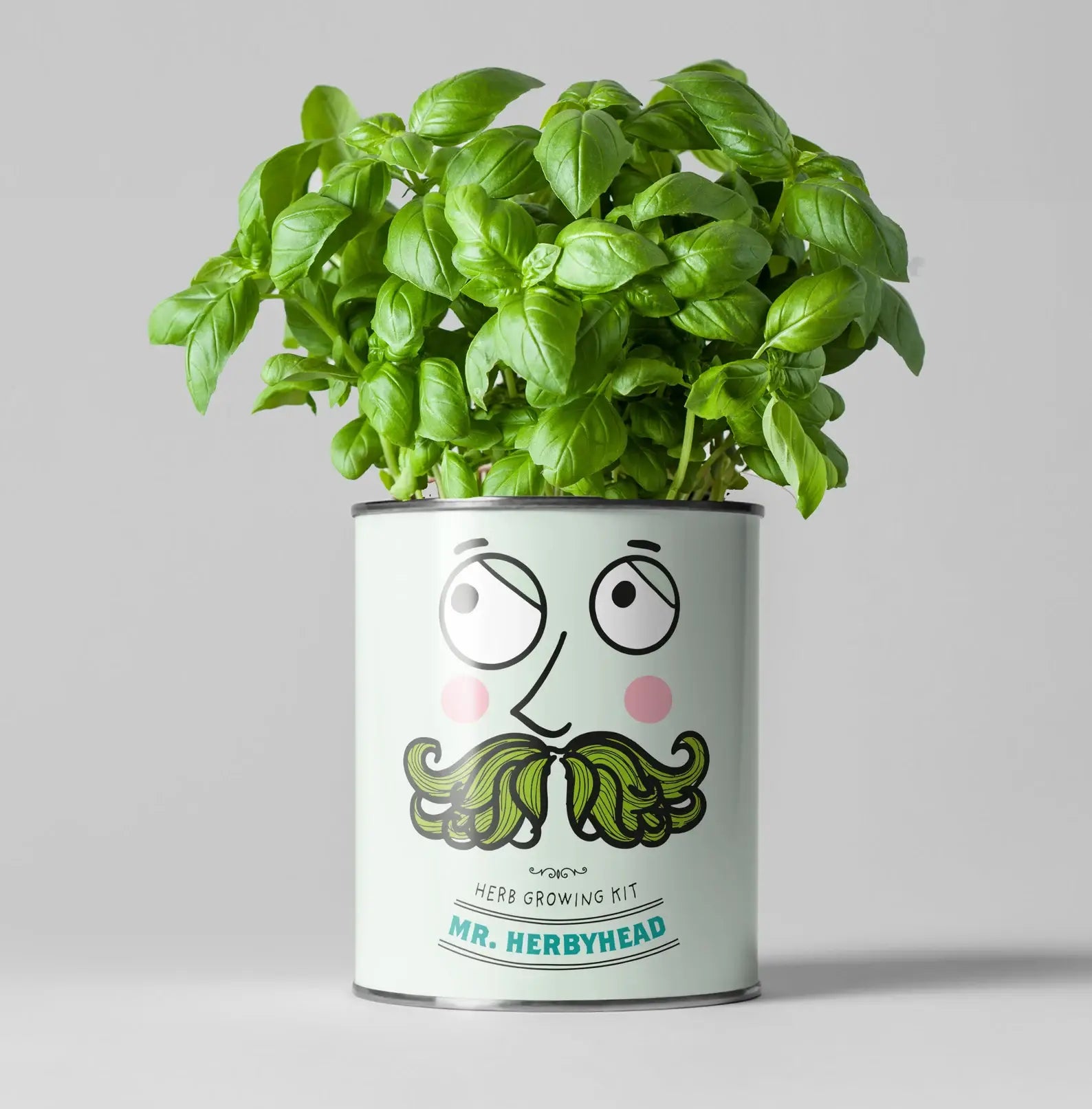 Retailer starter 4 pack Chilli, Cat, Flower and Herb