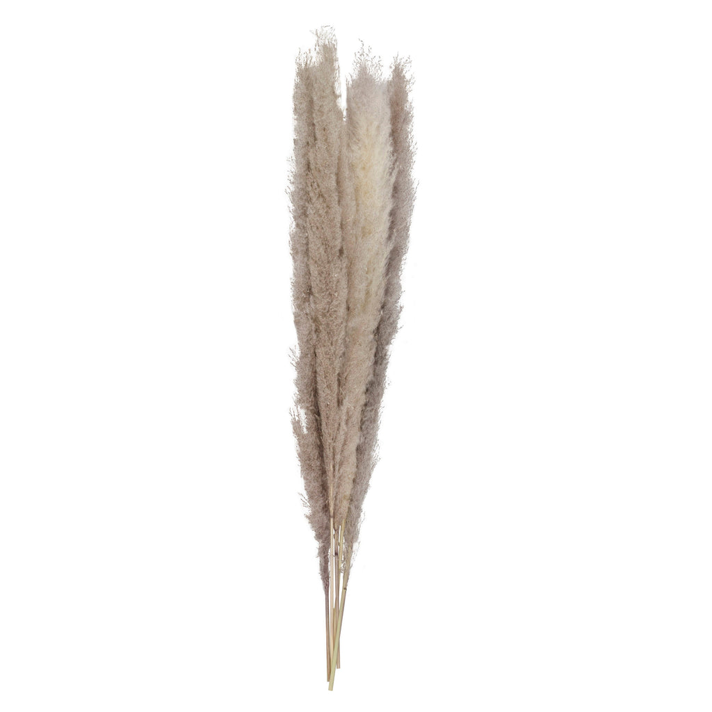 Natural Pampas Grass Decorations- 5 Inner Pack