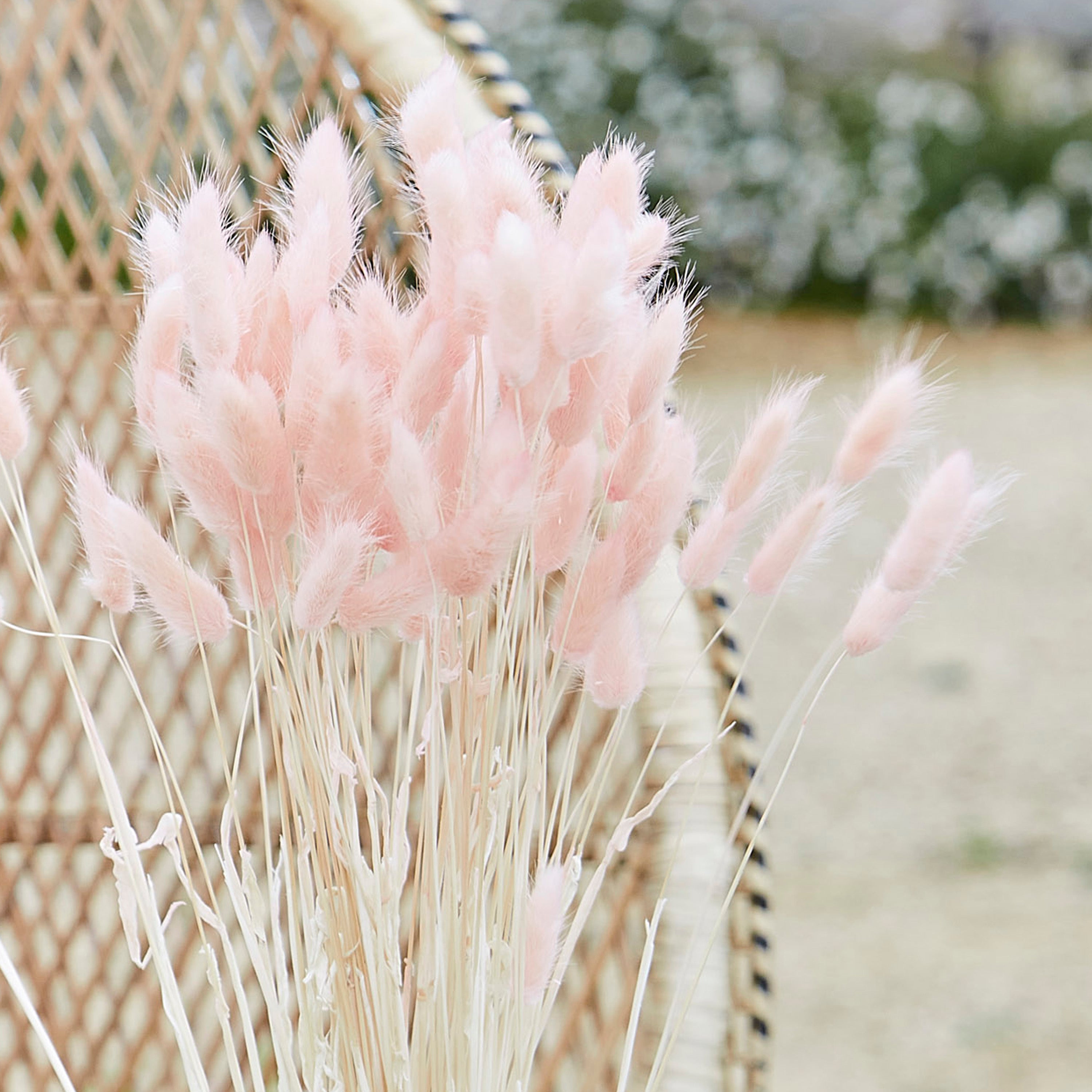 Soft Pink Bunny Tail Pampas Grass- 5 Inner Pack