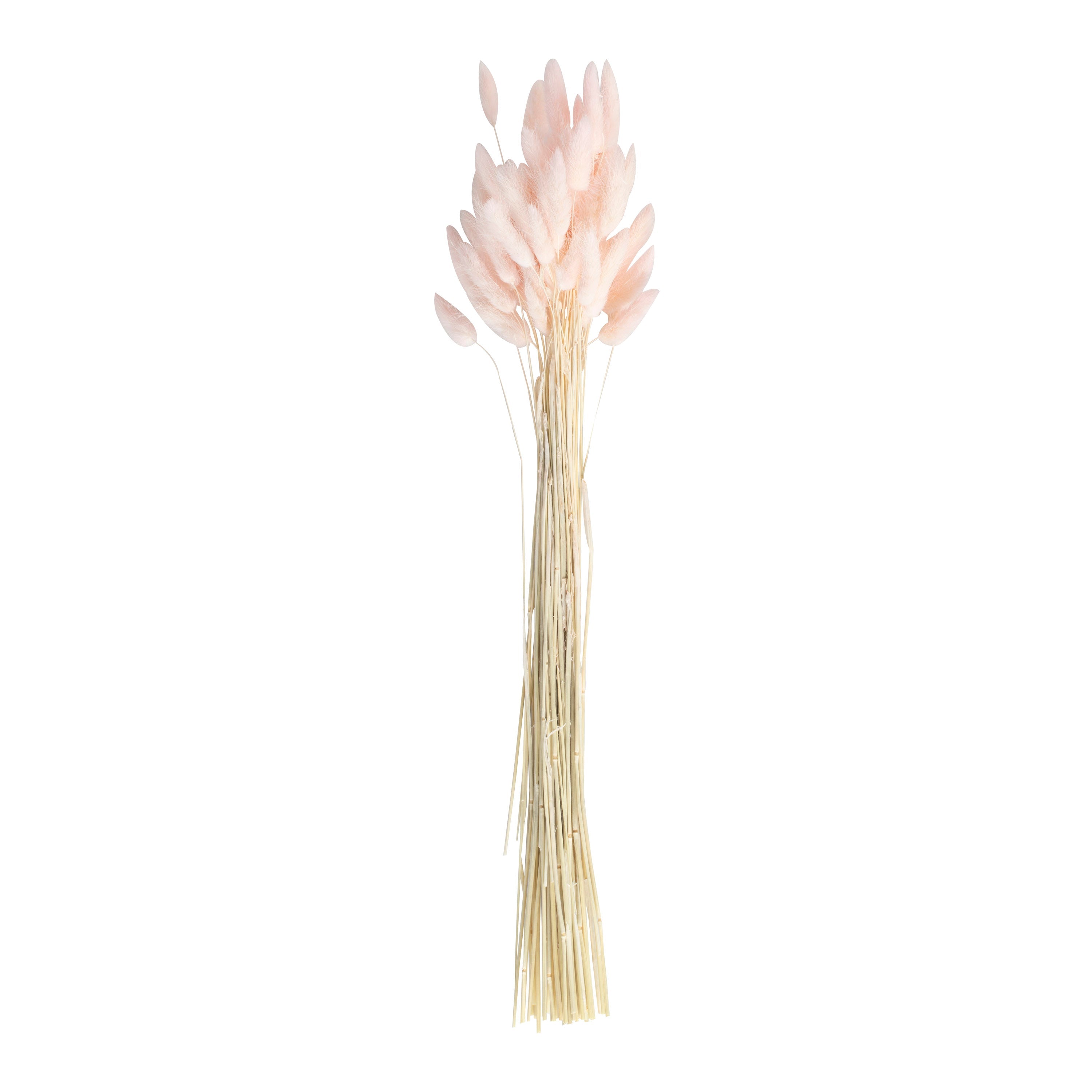 Soft Pink Bunny Tail Pampas Grass