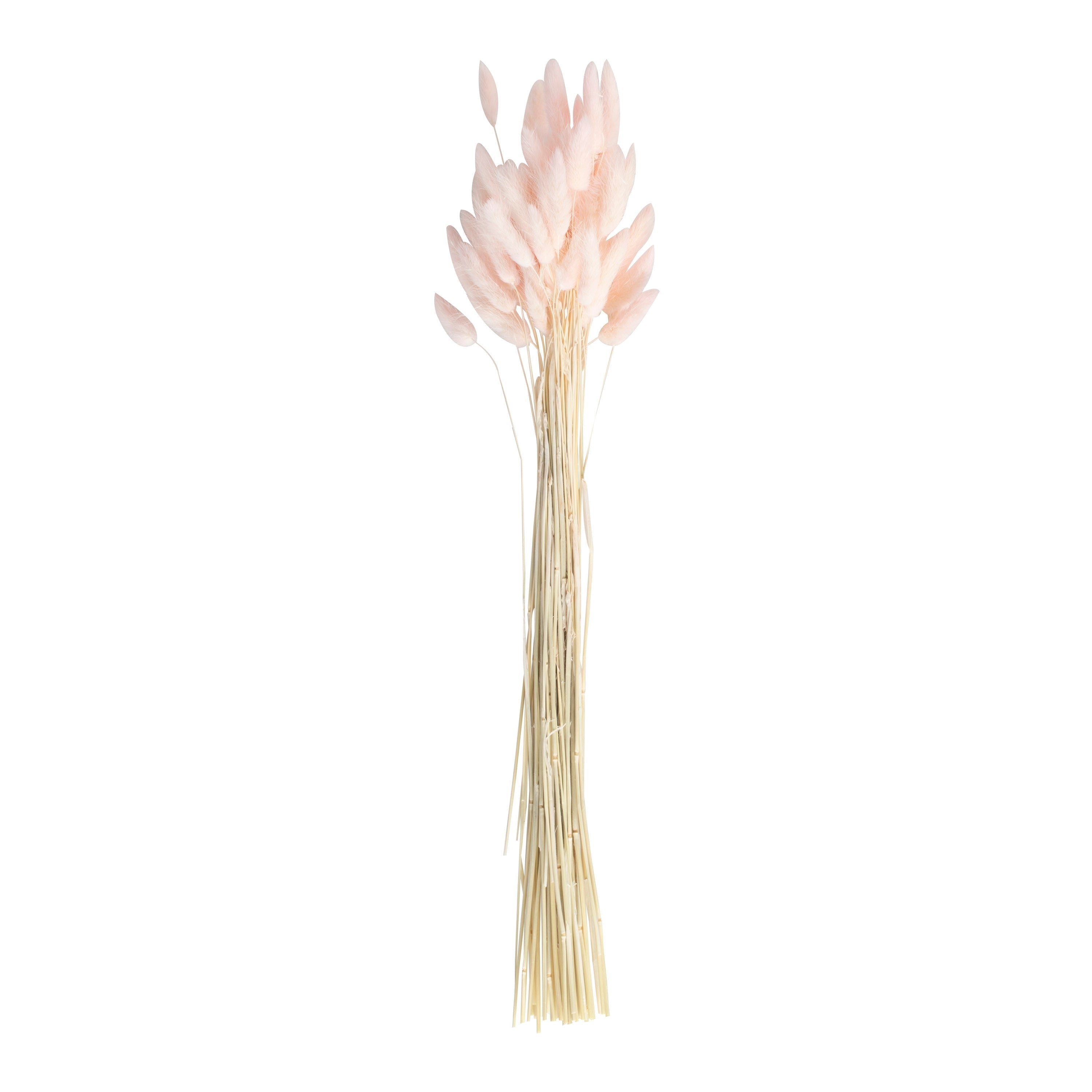 Soft Pink Bunny Tail Pampas Grass- 5 Inner Pack