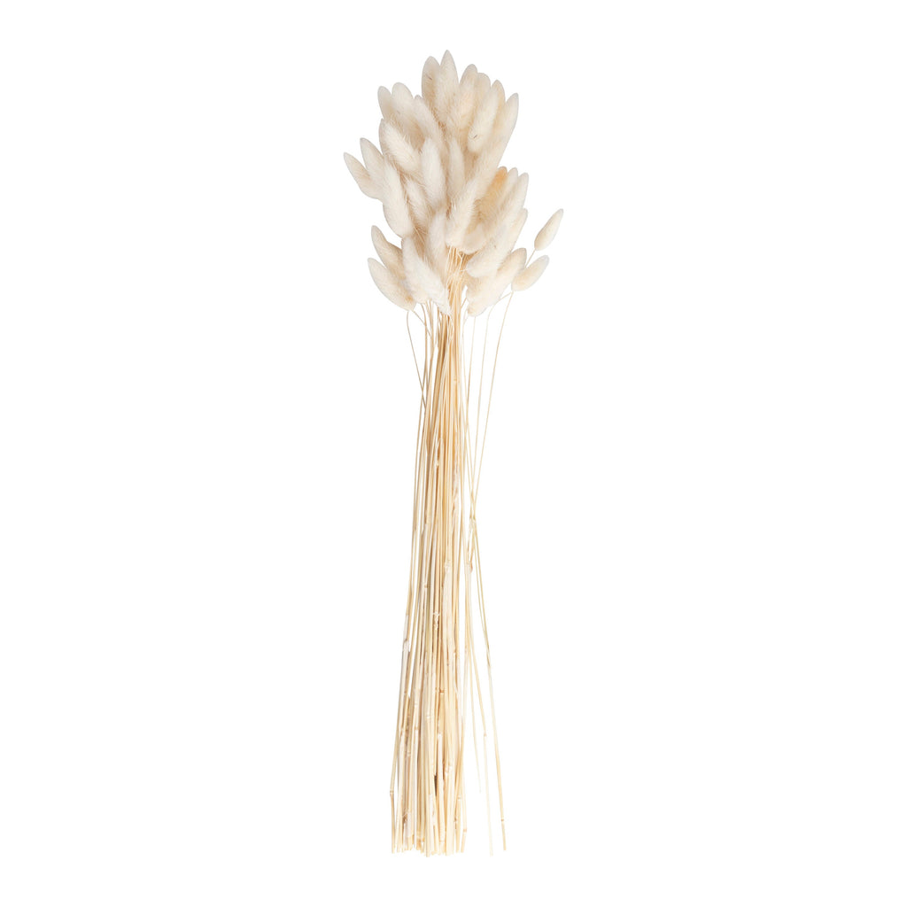 Natural Off White Bunny Tail Pampas Grass