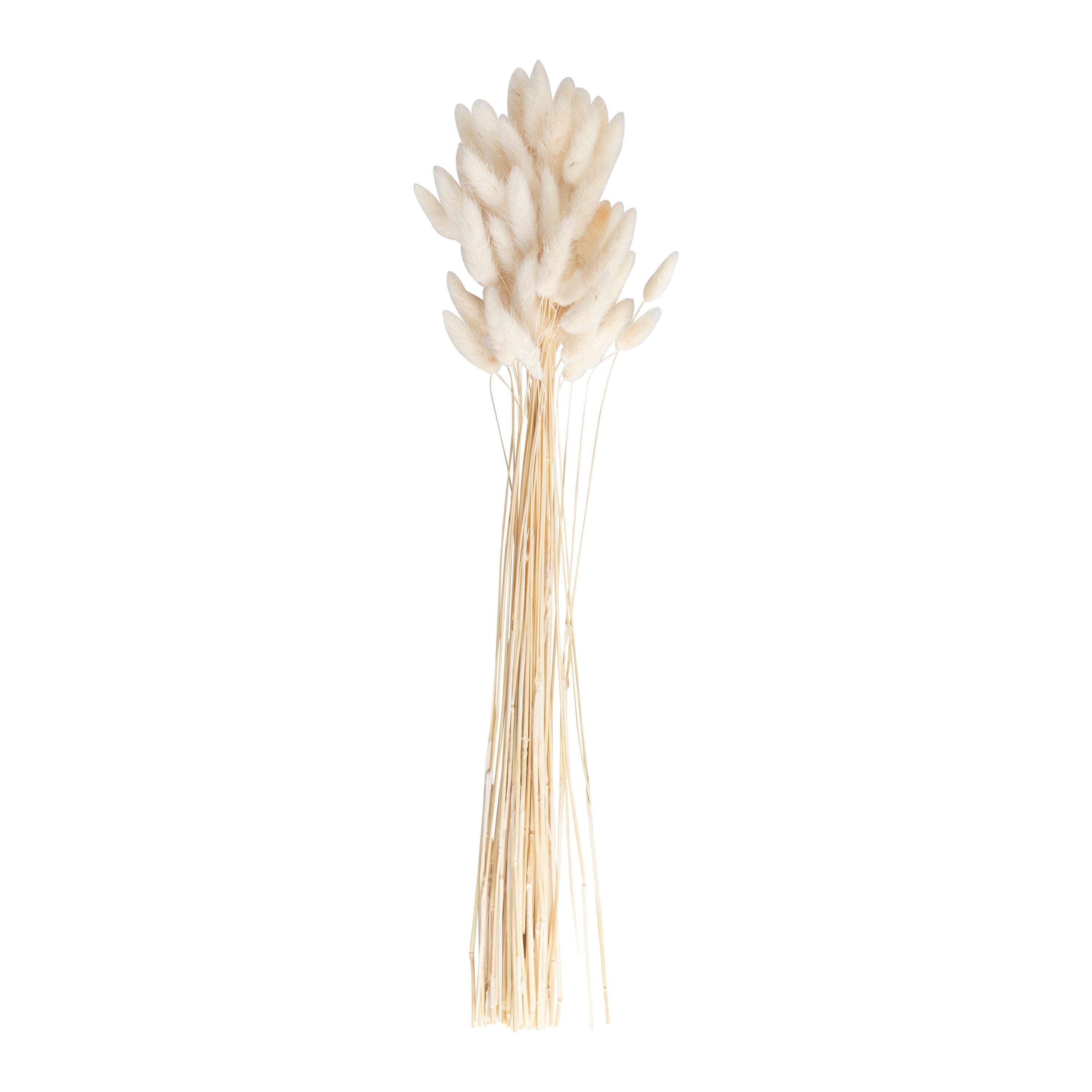Natural Off White Bunny Tail Pampas Grass