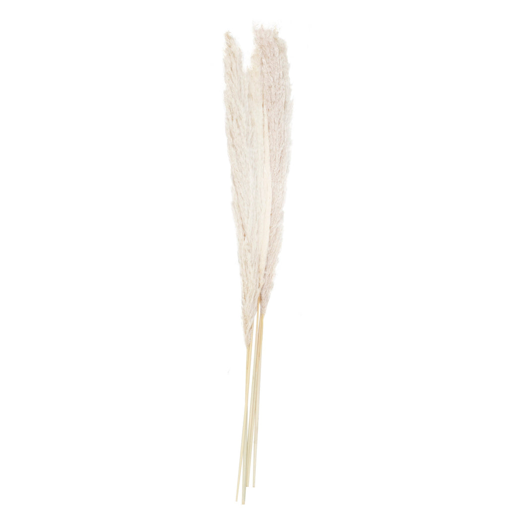 Bleached Pampas Grass Decorations- 5 Inner Pack