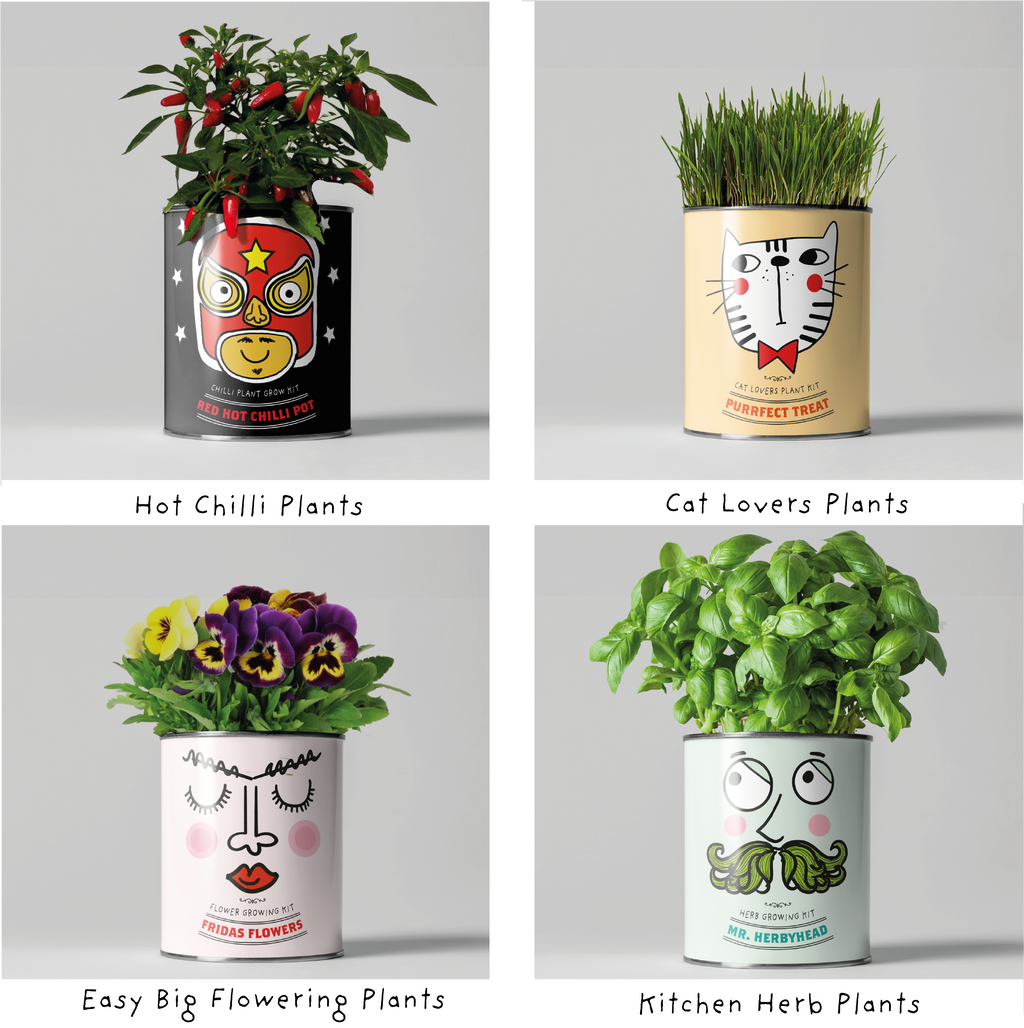 Retailer starter 4 pack Chilli, Cat, Flower and Herb