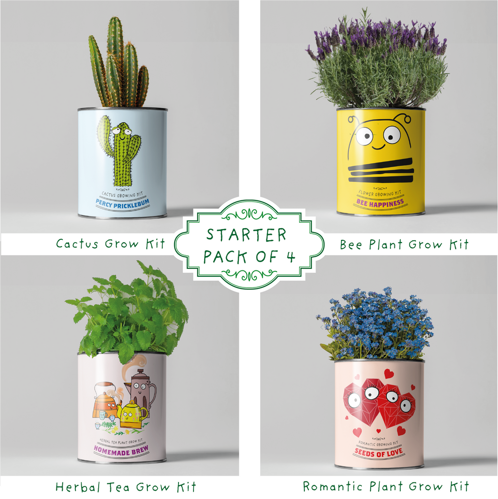 Retailer Starter 4 Pack. Cacti, Bee Flowers, Tea and Love.