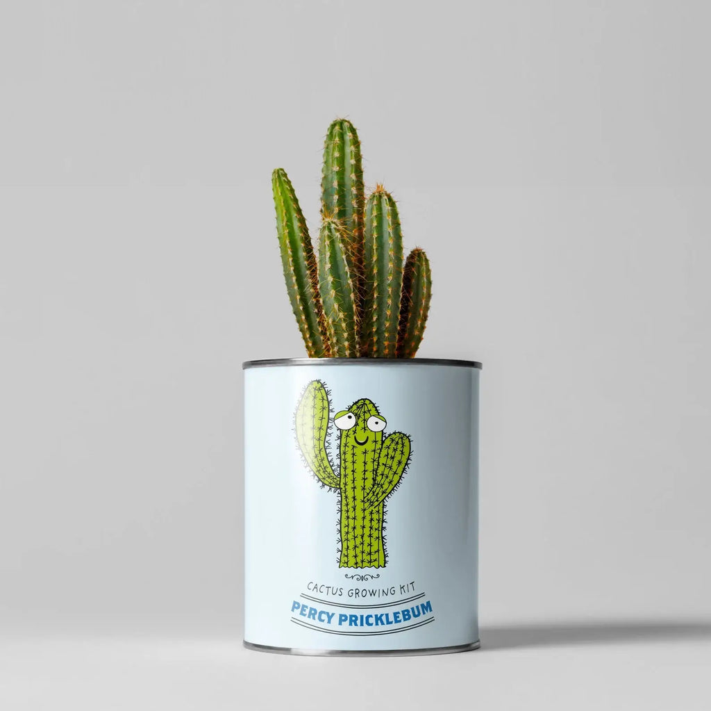 Retailer Starter 4 Pack. Cacti, Bee Flowers, Tea and Love.