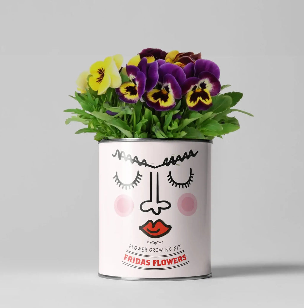 Retailer starter 4 pack Chilli, Cat, Flower and Herb